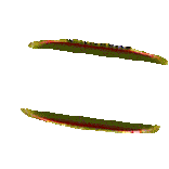 ic-rtp